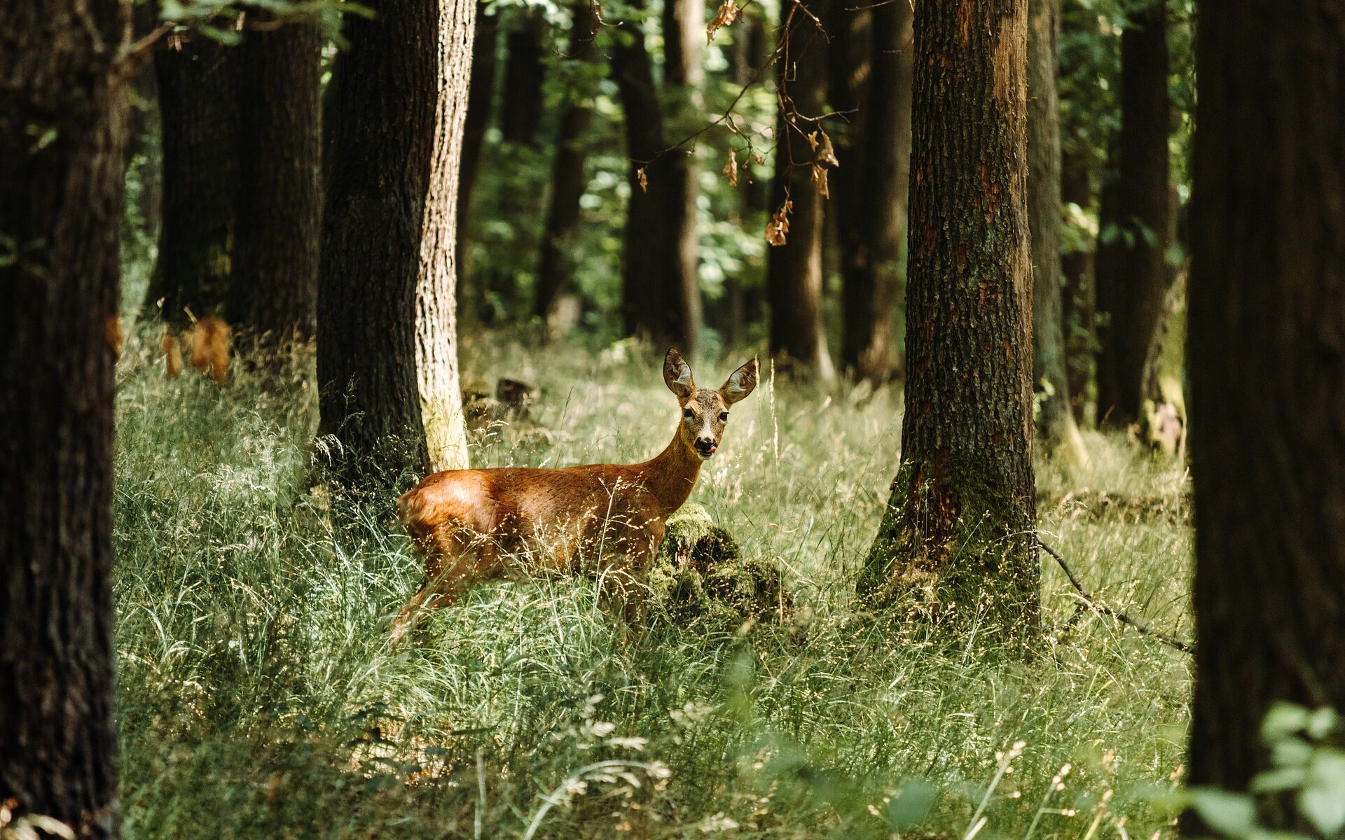 Jagdgesellschaft Nestelbach Nestelbach bei Graz
