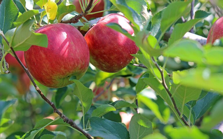 apple-gc601c2ff4_1920