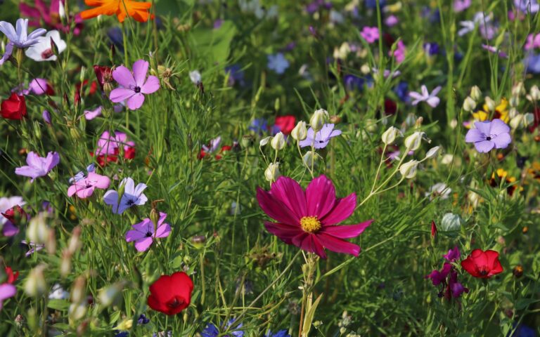 flowers-g6324f7aea_1920