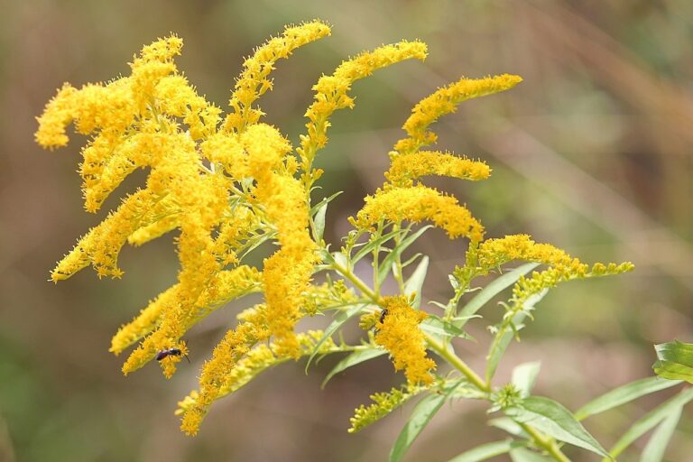 goldenrod-1586871_1280