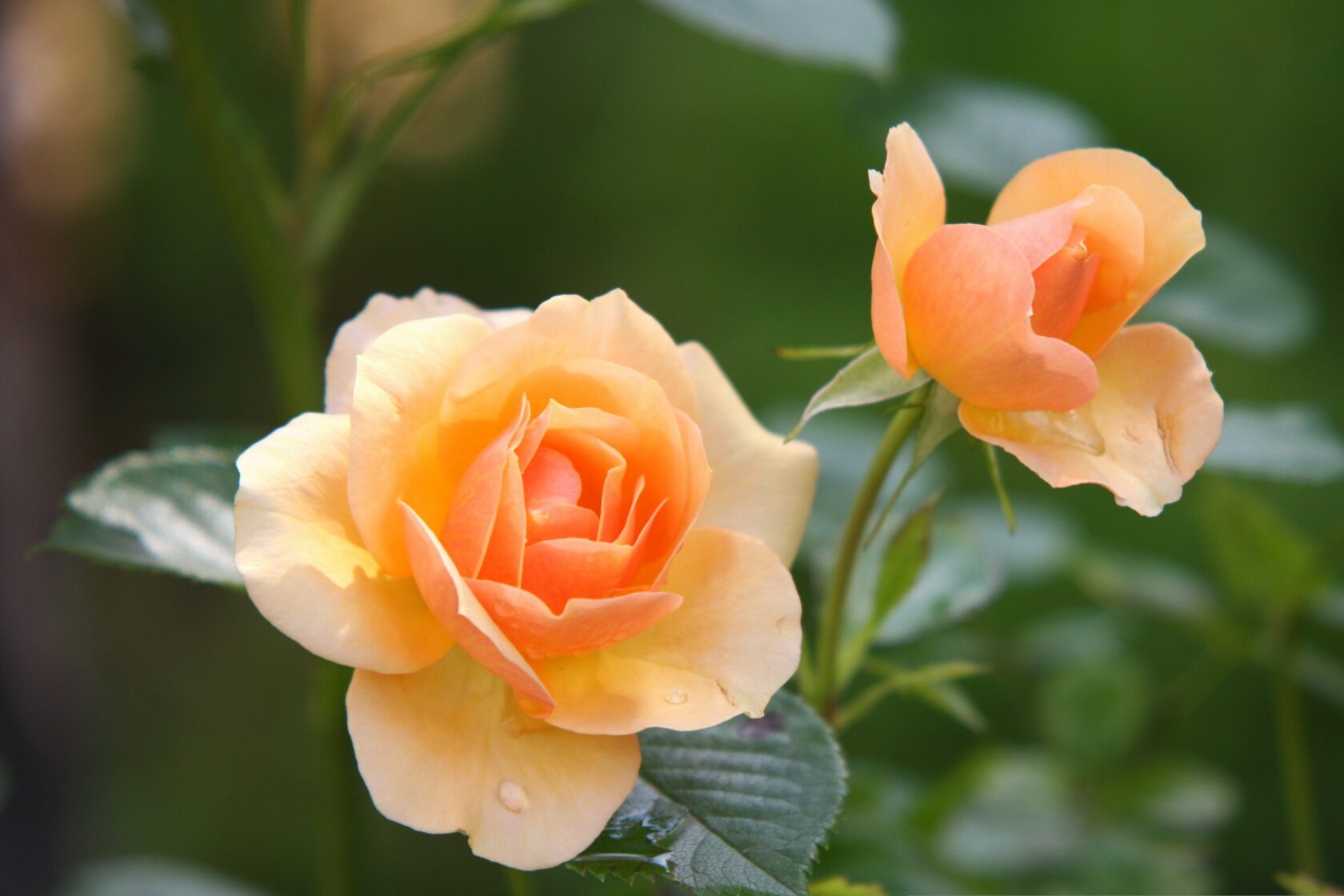reinbacher-roses-616013